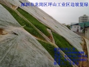 深圳坪山工业区绿化